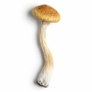 Golden Mammoth