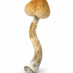 Golden Teachers *STEM & CAPS*