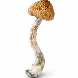 Psilocybe Aztecorum